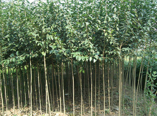 大葉女貞樹(shù)什么時(shí)候種植成活率更高？